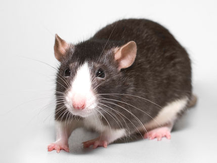 Excretion: Presence of ammonia and urea
