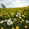 kindndivine wth the background being a field of grass with yellow bed of dandelions (top v