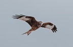 Fly Like An Eagle