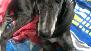 Effective Communication in Veterinary Medicine