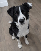 Pet 1 · Before You and Your Little Friend