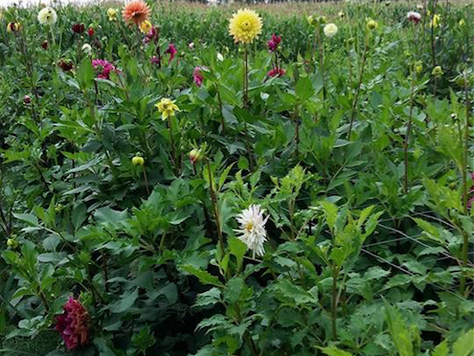 Verse bloemen plukken bij Pluktuin Langendam
