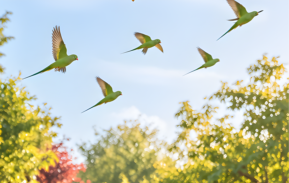 Low-angle view of green parakeets flying over a small garden in the morning sky.