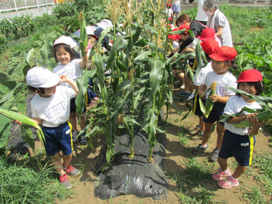 【食育活動/トウモロコシの収穫@古河園⭐】