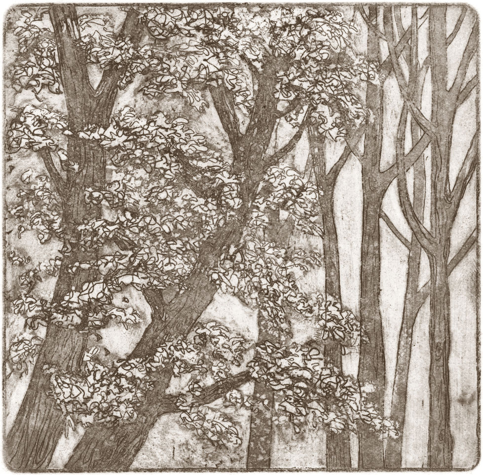 Oak woods Etching
