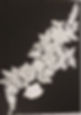 BG1223