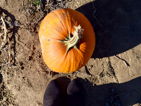 Fall Feels & Pumpkin Patchin'