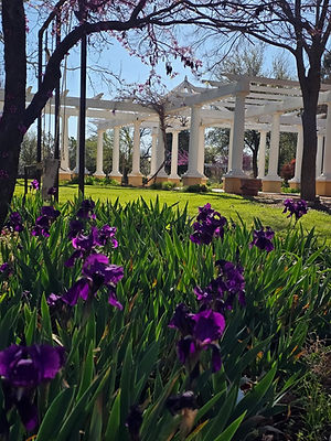 The historic Swenson House arbor framed by purple irises and garden trees, with no people pictured.