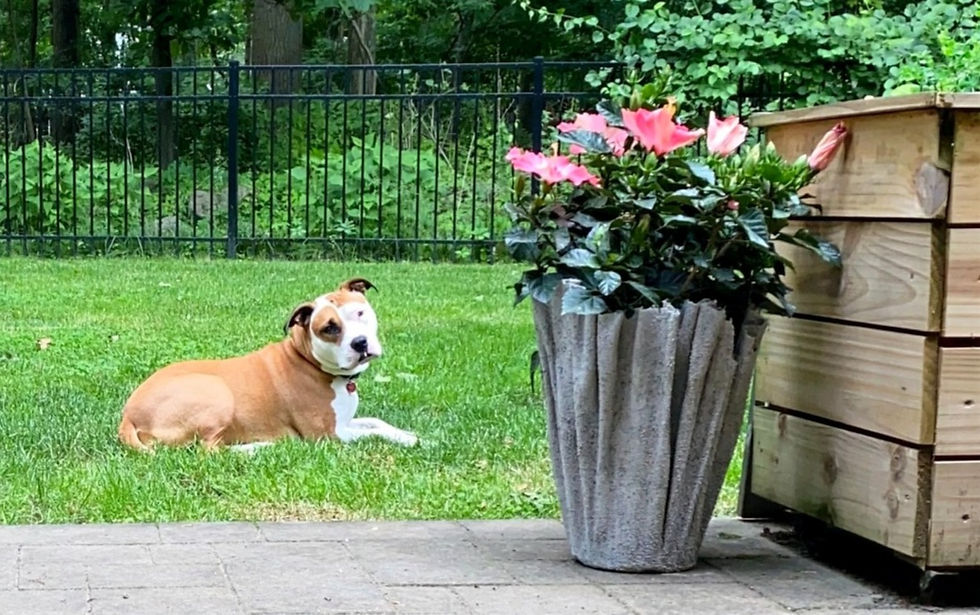 a planter made out of a towel and concrete with flowers next to a dog laying in the grass