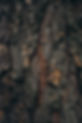 tree bark large.jpg