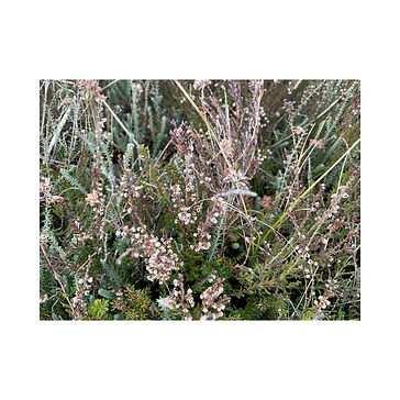 image_6487327 (7).JPG