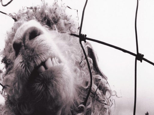 "Vs." completa 30 anos, e o Pearl Jam comemora com uma mix em áudio espacial