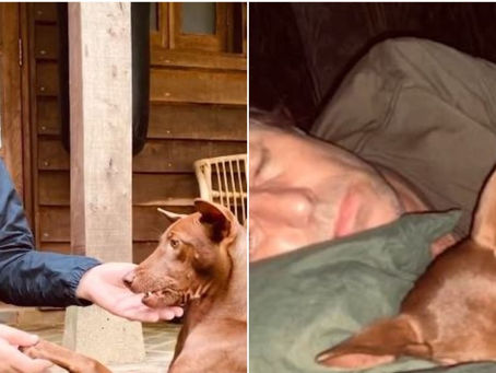 Liam Gallagher comentou com Jonathan Ross sobre seu novo cão de resgate: "Eu não quero mais ir em turnê"