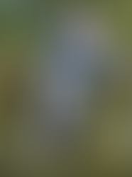 Mergulhando em APNEIA - Programas para VOCÊ