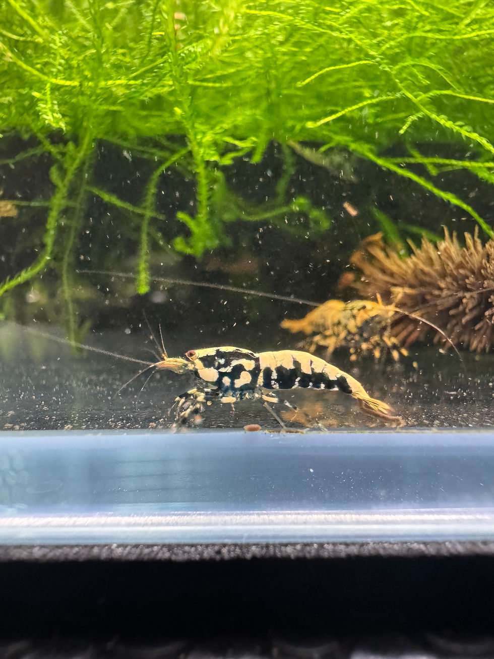 Thumbnail: Orange Boa Caridina