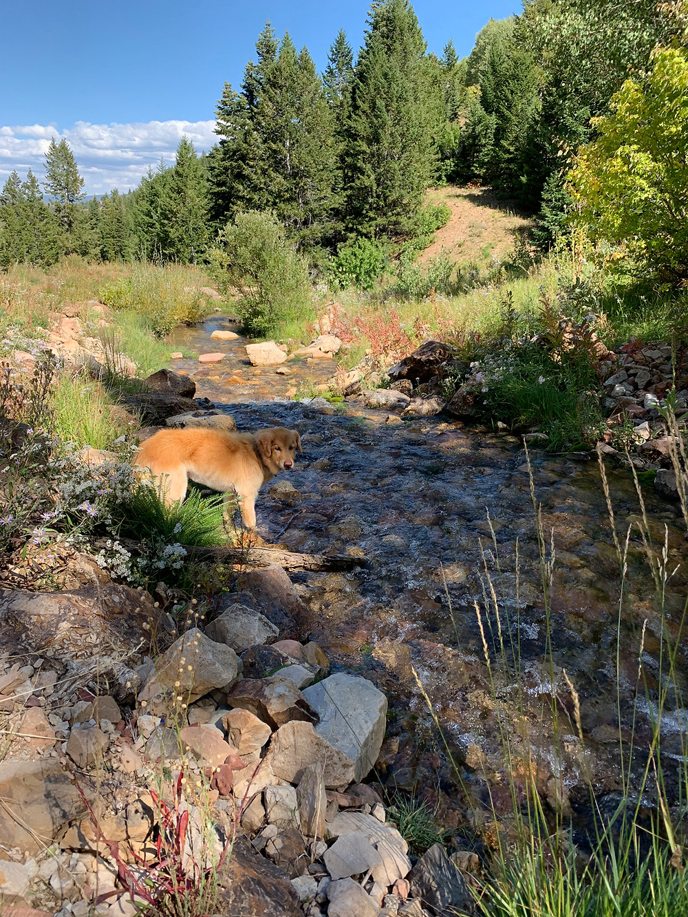 Daly Canyon stream in Park City, Utah