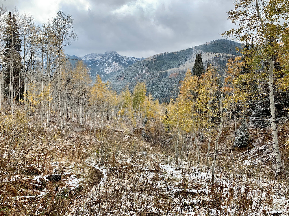 Beartrap Fork, Utah