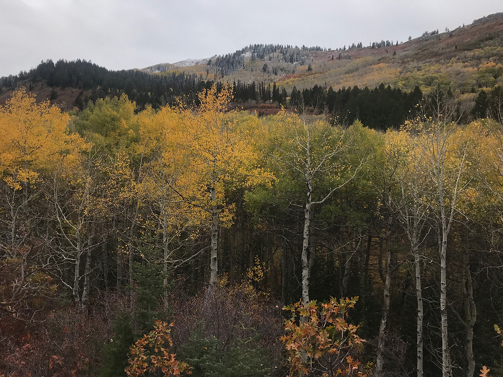 view from Armstrong Trail in Park City, Utah