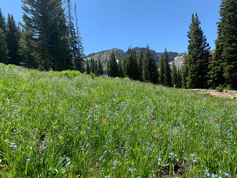 Albion Basin in Little Cottonwood Canyon, Utah