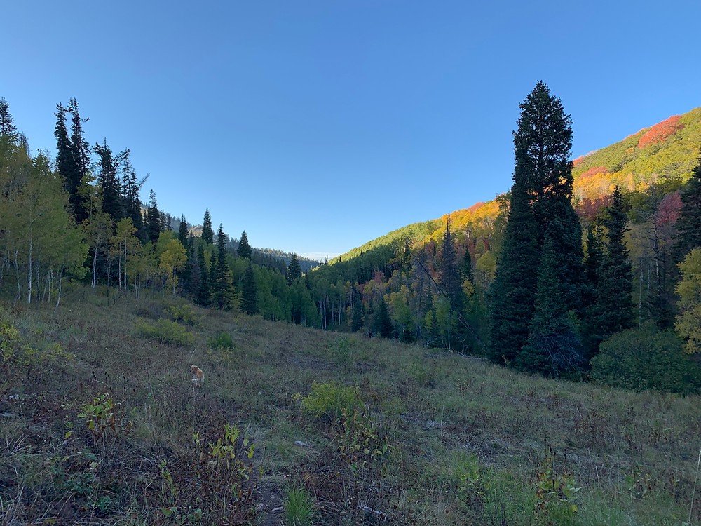 Toll Canyon in fall