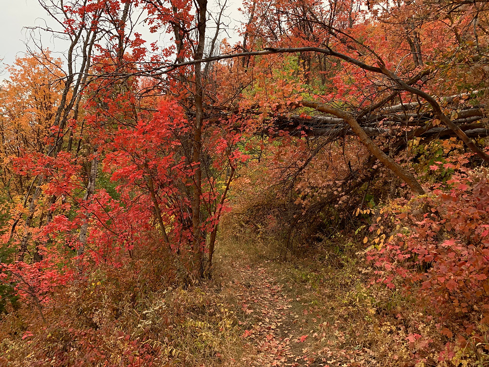 Pinebrook hike, Park City, Utah