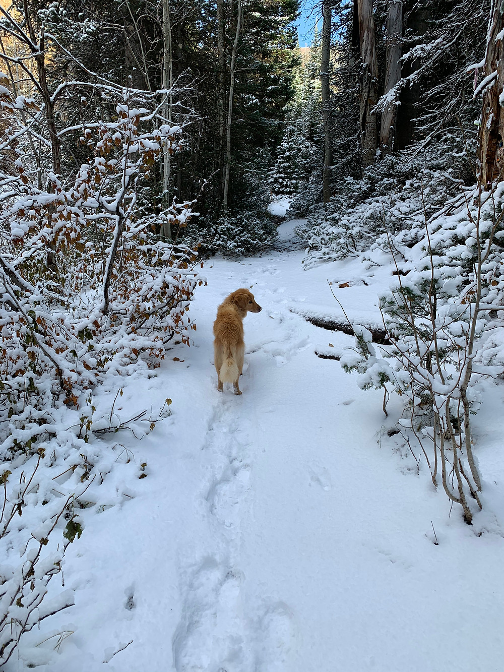 Toll Canyon in winter
