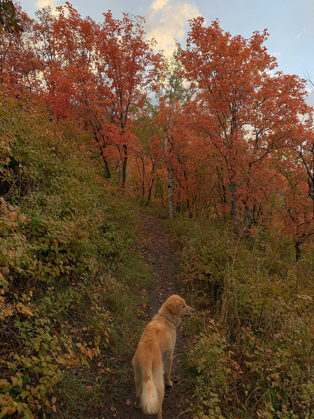 Yeti's Trail in Park City, Utah