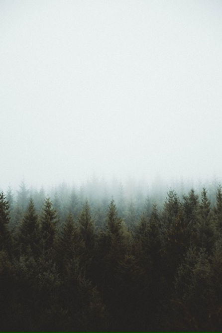 Pine Tree Forest with a White Fog Sky.jpeg