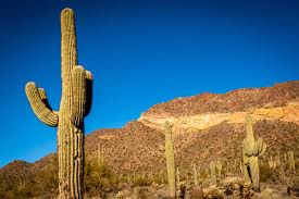 Como os cactos sobrevivem a seca