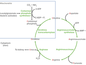 Ciclo da ureia