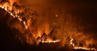 Incêndios florestais