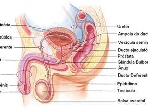 Sistema reprodutor masculino