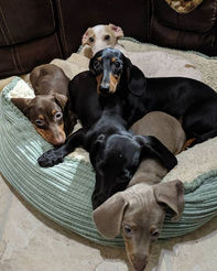 Look at this bed of colors. _We are missing Dixie and Cooper from this pic 😉_Good news on