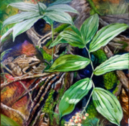 Wandering Wood Frog (TF)
