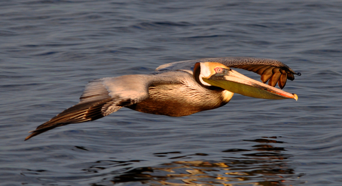 Pelican skimming