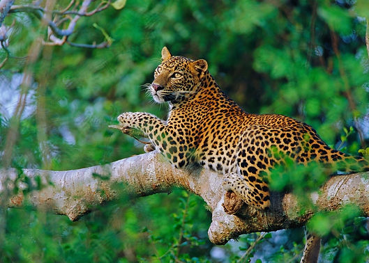 Sri Lanka (51)