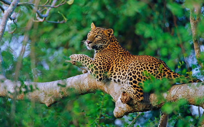Sri Lanka (34)