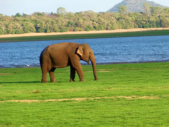 maduru oya
