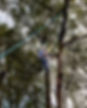 Tree.jpg