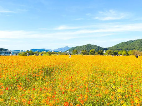 [🇯🇵]韓国の秋、35万坪を彩るコスモスとピンク・ミューリーの名所はどこ？