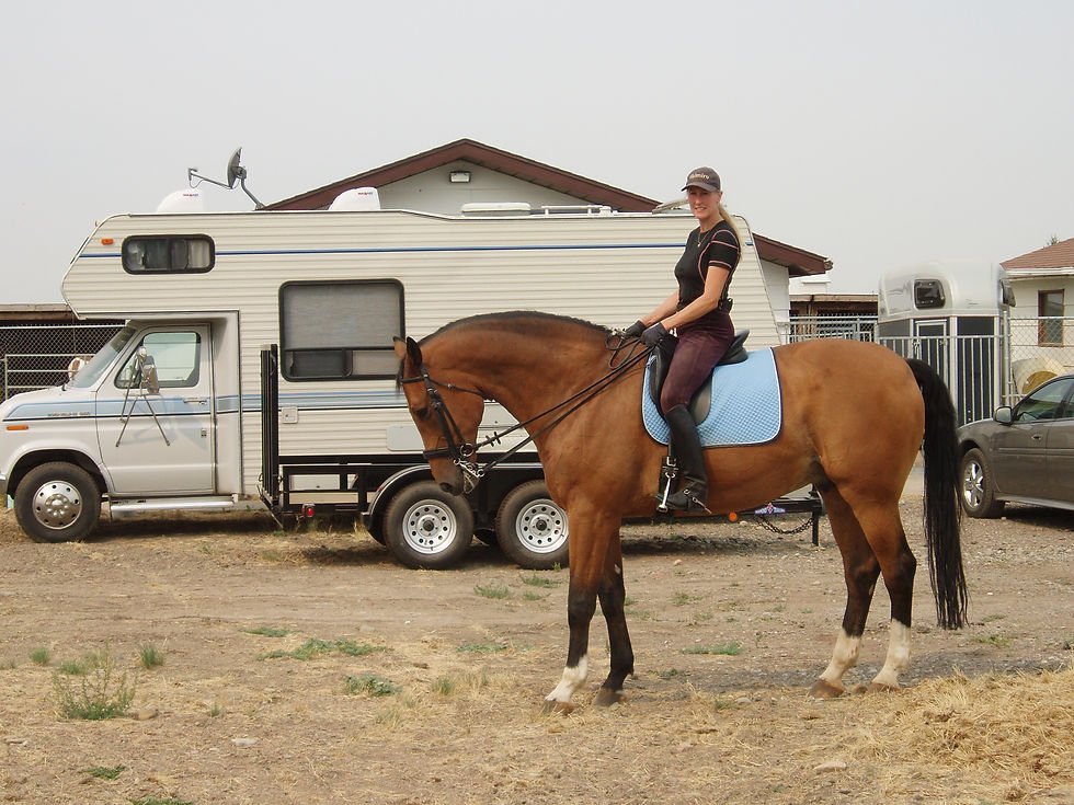 gespierd groot bruin paard met ruiter poseren voor foto