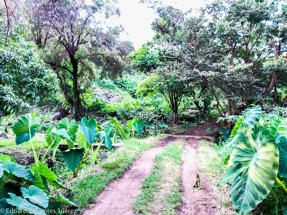 El paraiso