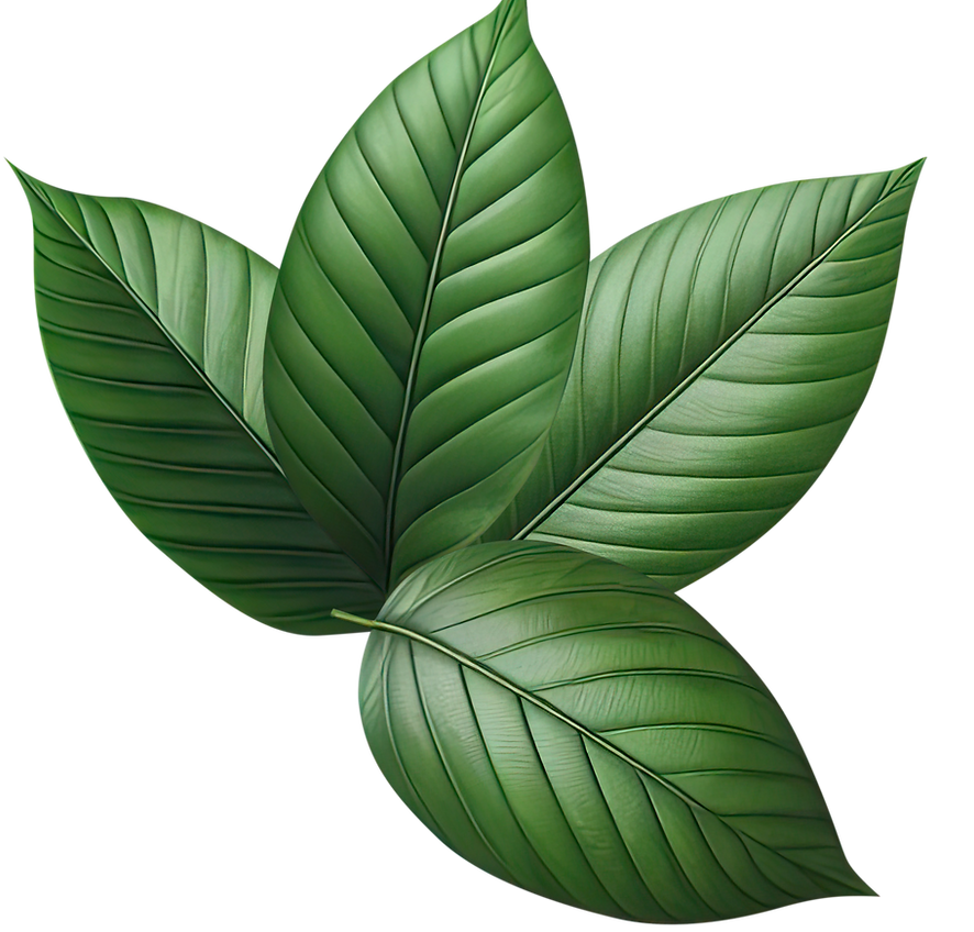 vecteezy_ai-generated-leaf-green-isolate-png-transparent_42569421.png