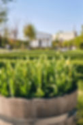 selective-focus-shot-plant-park-vienna-austria (1).jpg