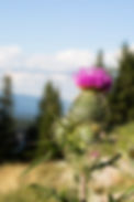 beautiful-wild-flower-close-up.jpg