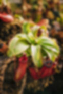 carnivorous-tropical-pitcher-plant-nepenthes (1).jpg
