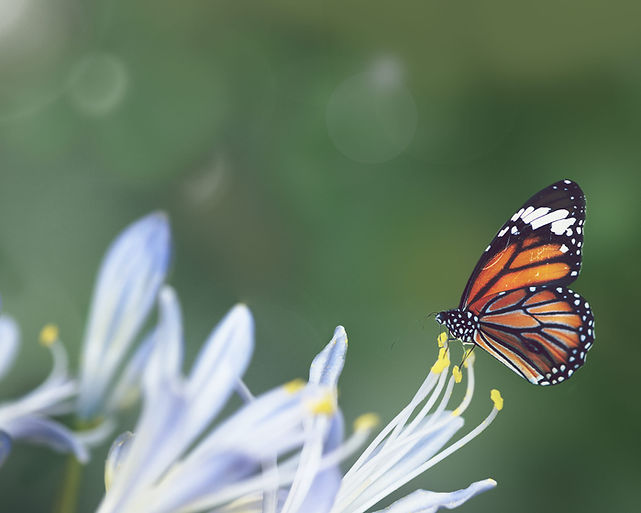 butterfly-wild (1).jpg