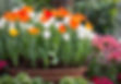 colorful-tulips-flower-pot (1).jpg