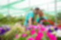 professional-gardeners-discussing-red-petals-petunia-plant (2).jpg