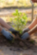 people-planting-tree-countryside.jpg